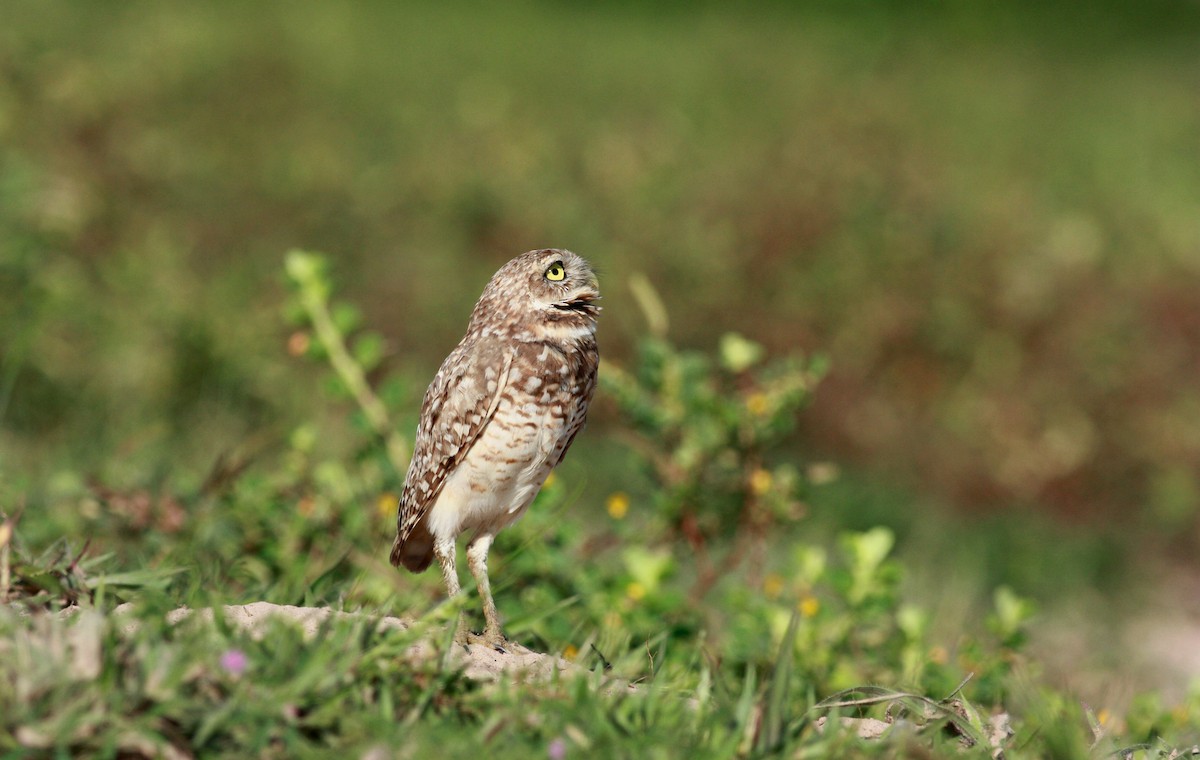 Burrowing Owl - Jay McGowan