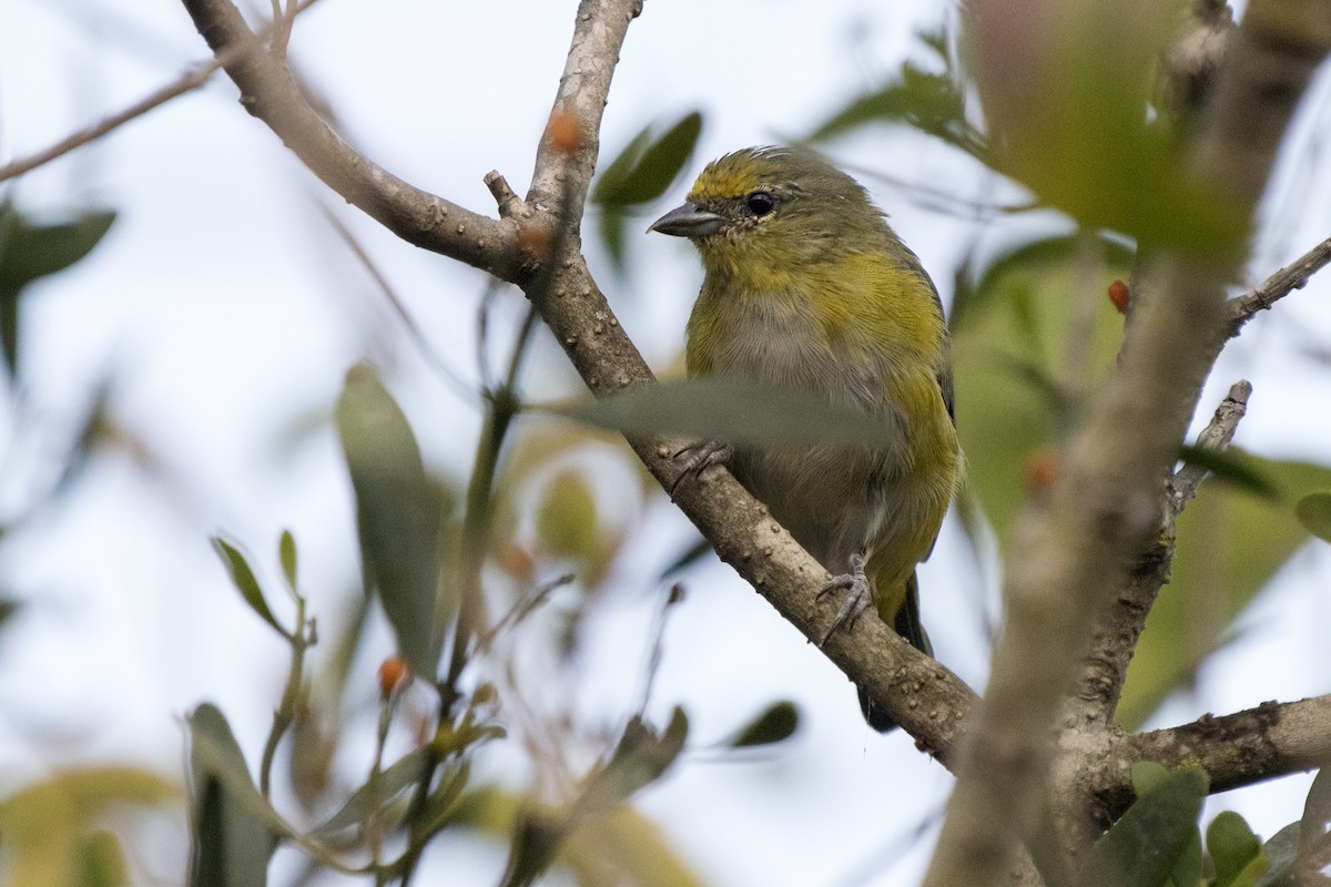 Purple-throated Euphonia - ML234173631