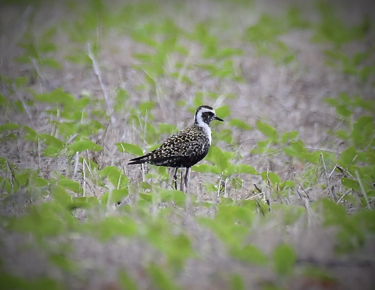 American Golden-Plover - George McHenry