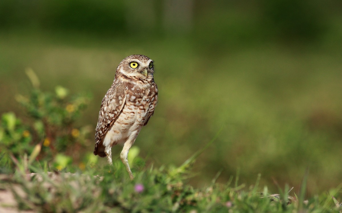 Burrowing Owl - Jay McGowan