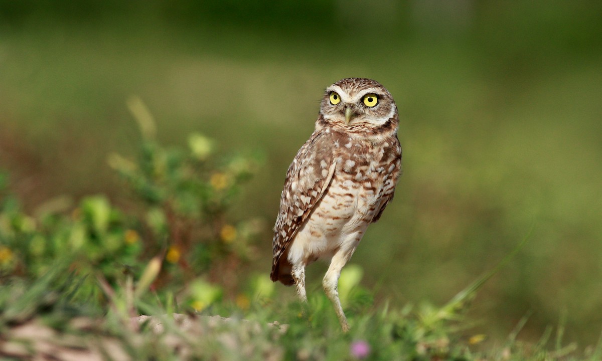 Burrowing Owl - Jay McGowan