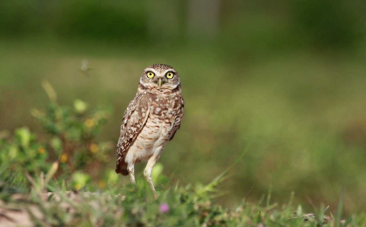 Burrowing Owl - Jay McGowan