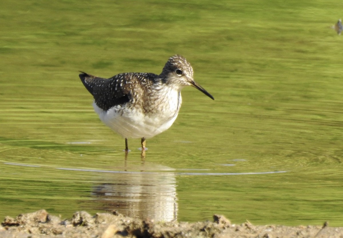 Solitary Sandpiper - ML234174811