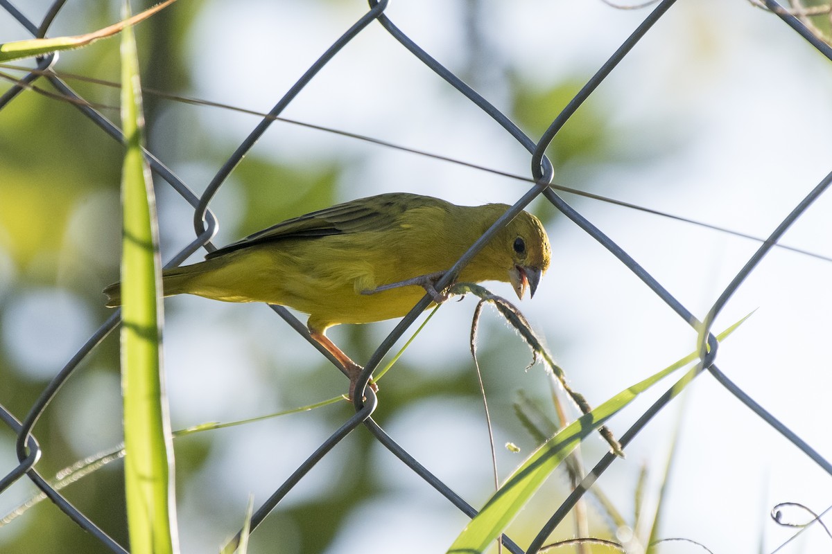 Saffron Finch - Luiz Carlos Ramassotti