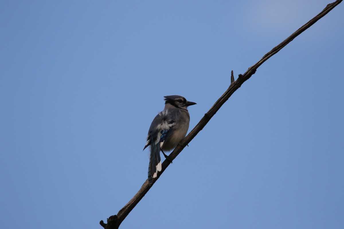 Blue Jay - John Finley