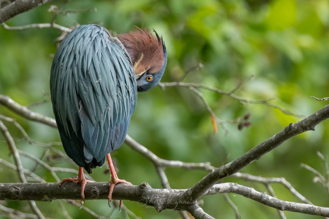 Green Heron - ML234176601