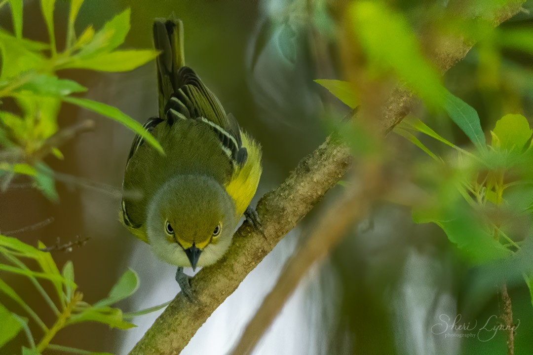 White-eyed Vireo - ML234176671