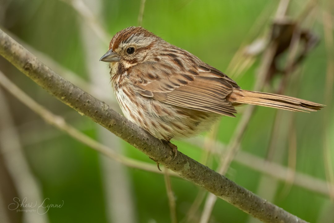Song Sparrow - ML234176861