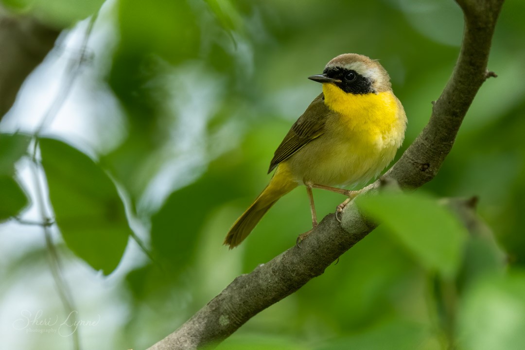 Common Yellowthroat - ML234176911