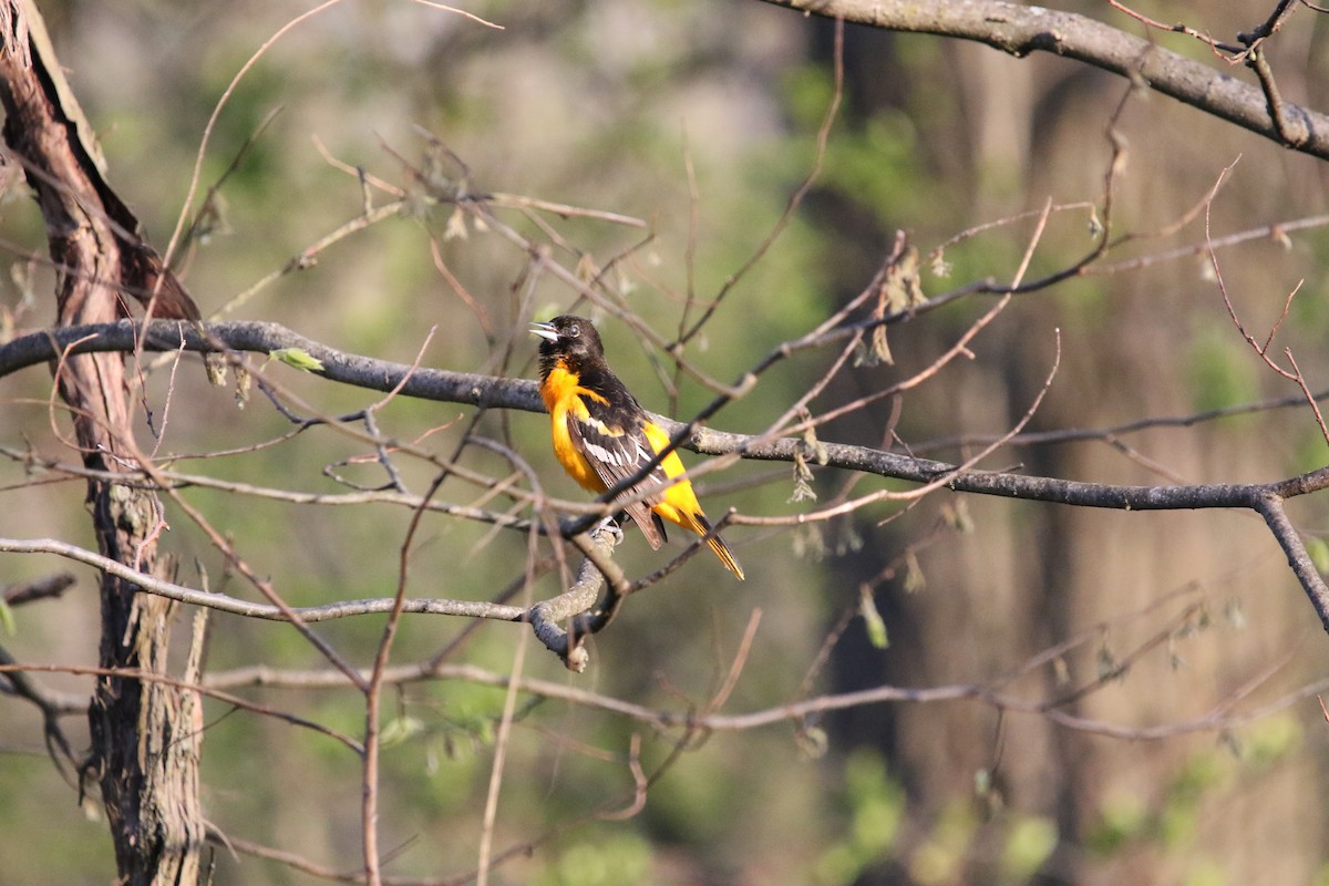 Baltimore Oriole - ML234177201