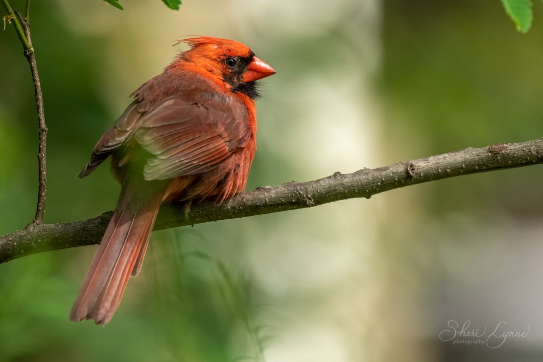 Northern Cardinal - ML234177311