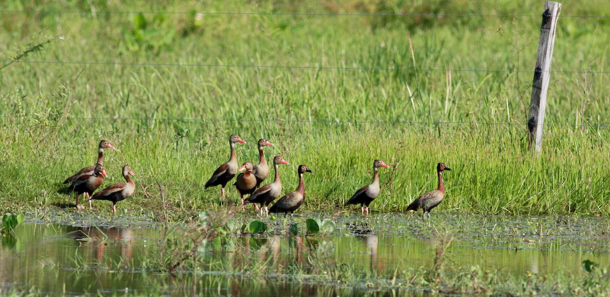 Black-bellied Whistling-Duck (autumnalis) - ML23417771