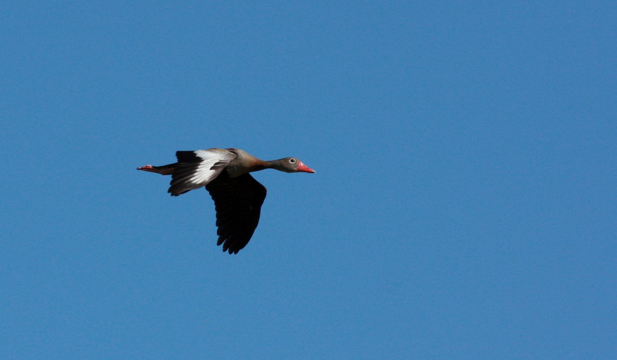 Black-bellied Whistling-Duck (autumnalis) - ML23417791