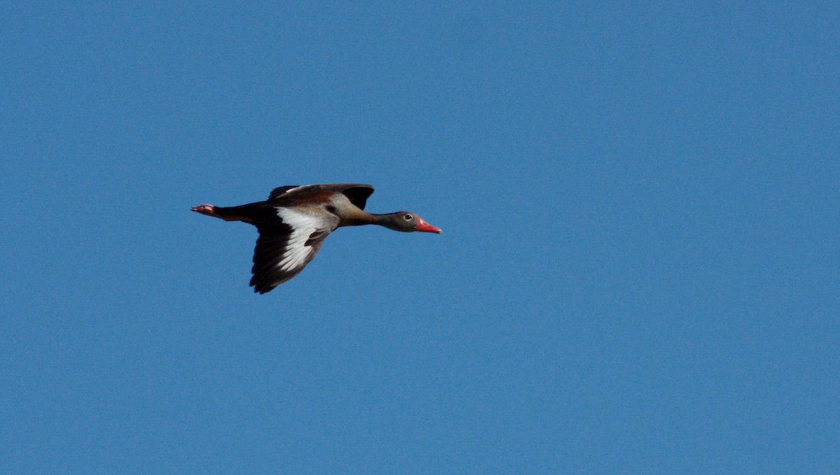 Black-bellied Whistling-Duck (autumnalis) - ML23417801