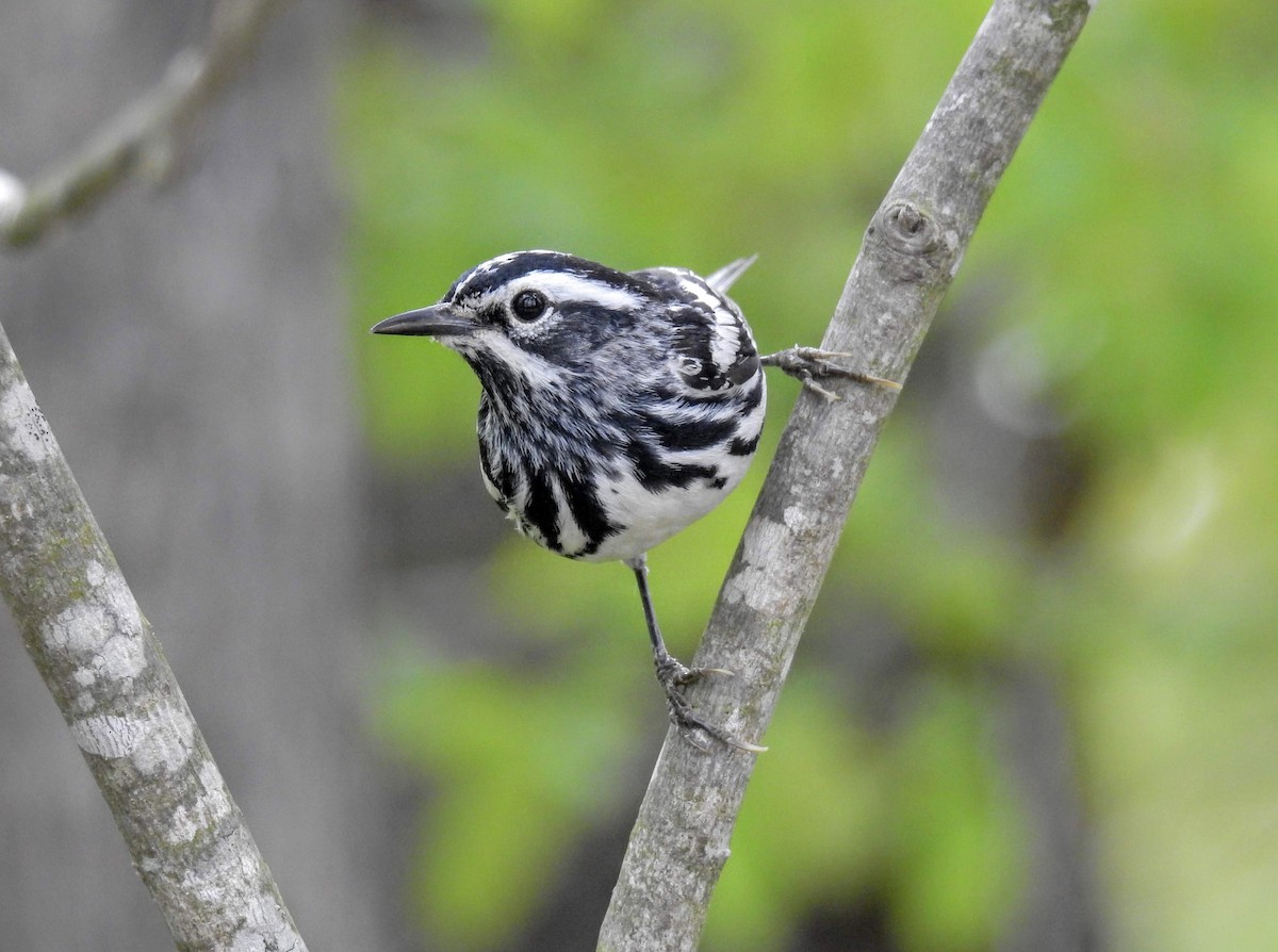 Black-and-white Warbler - ML234178711