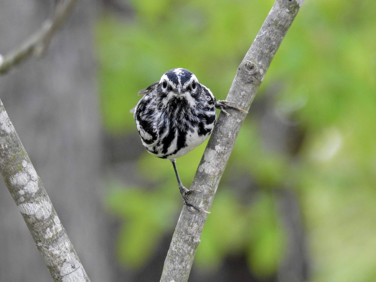 Black-and-white Warbler - ML234178721