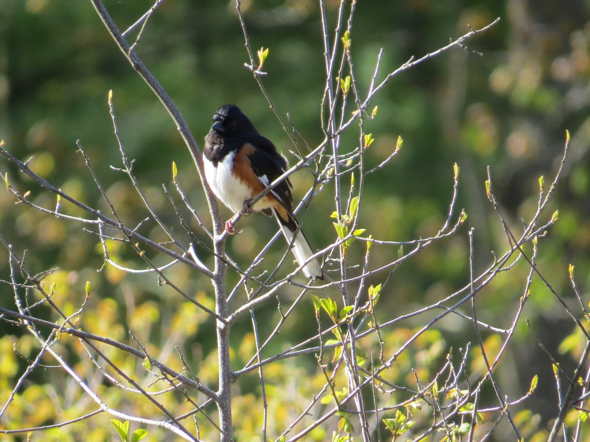 Eastern Towhee - ML234179191