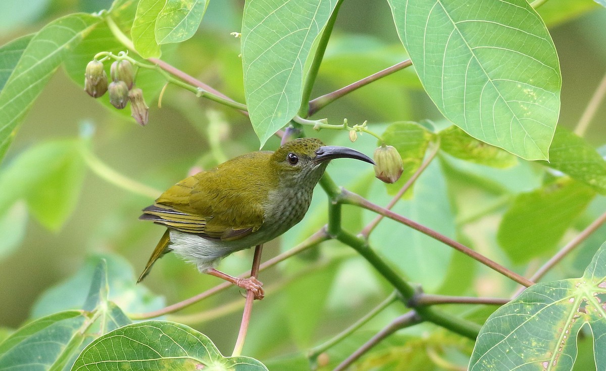 Gray-breasted Spiderhunter - Vicki Stokes