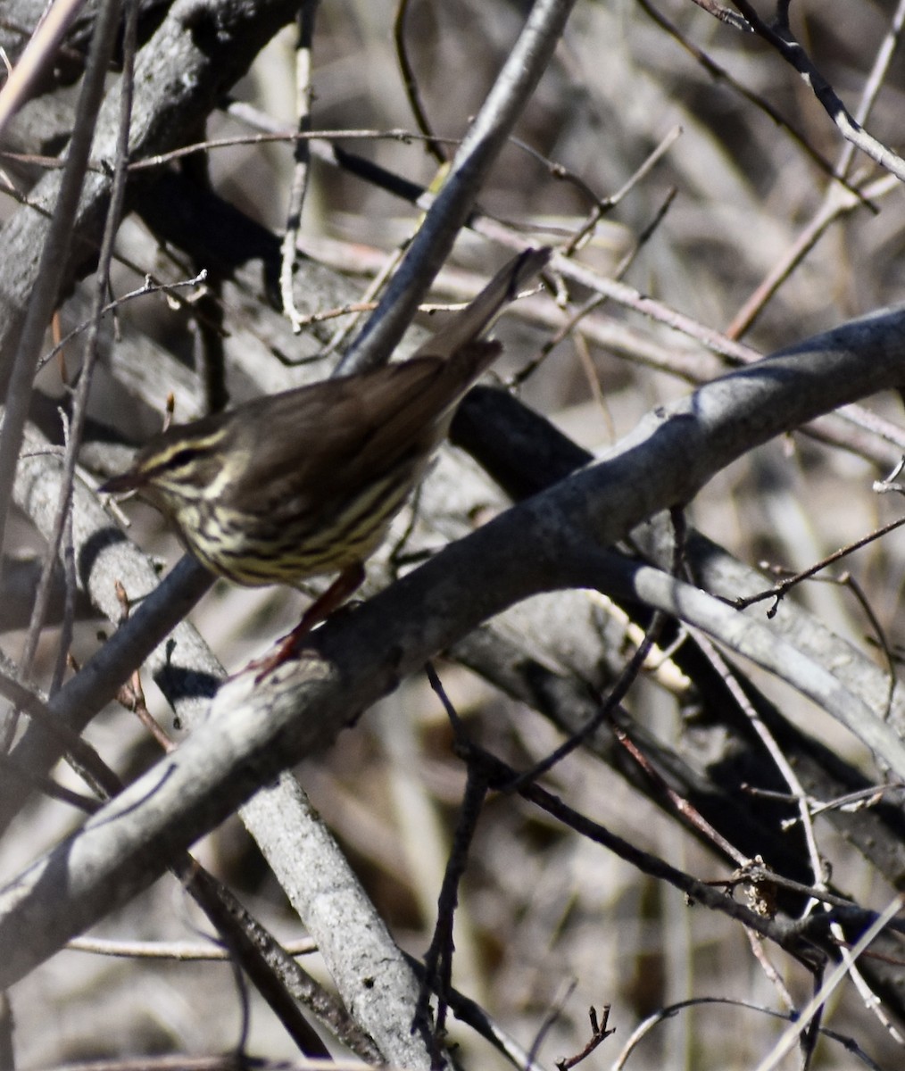 Northern Waterthrush - ML234180461