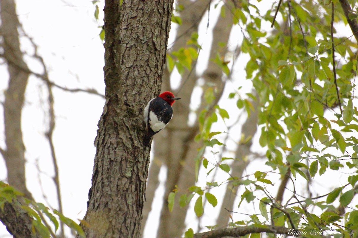 Red-headed Woodpecker - ML234180471