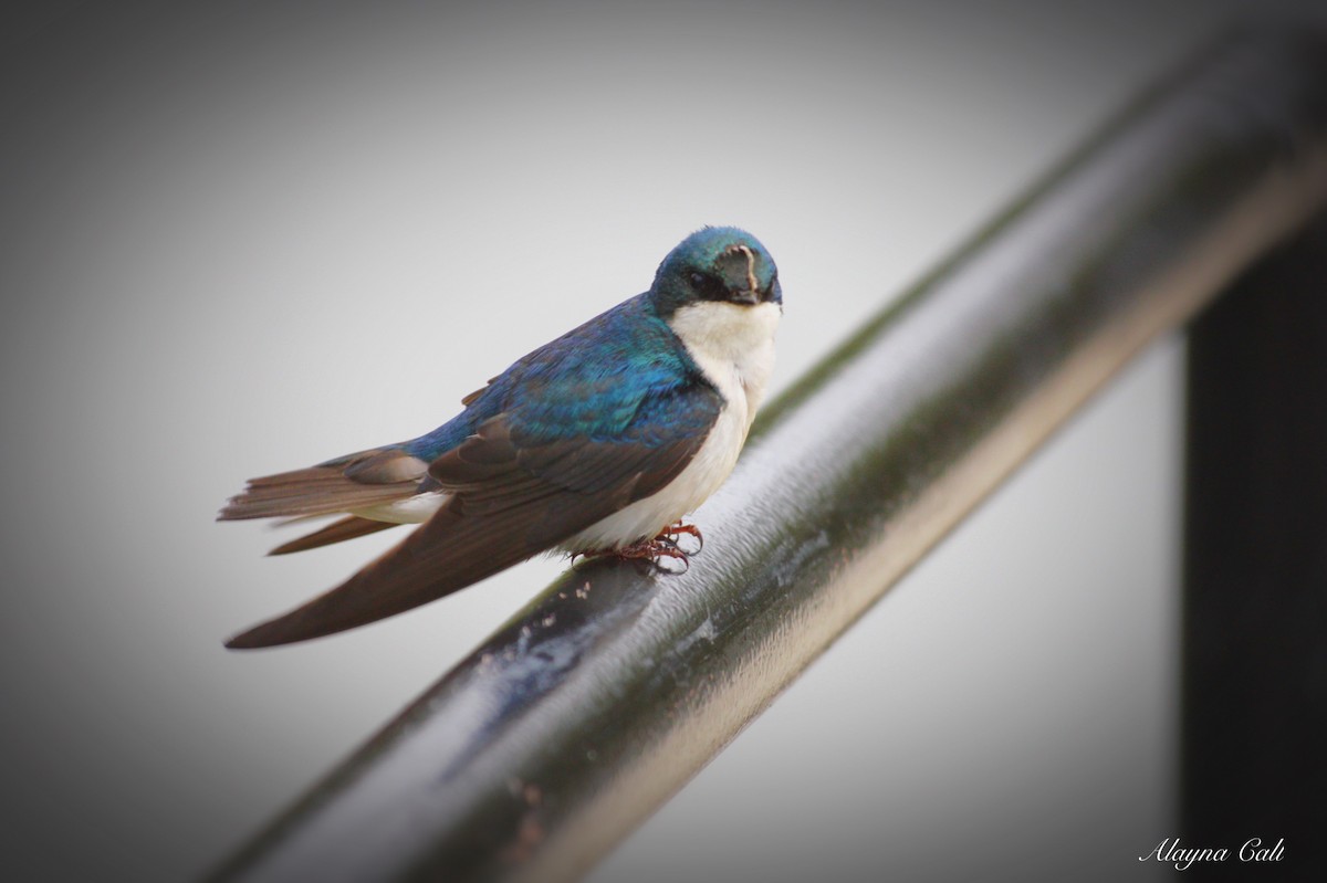 Tree Swallow - ML234180661