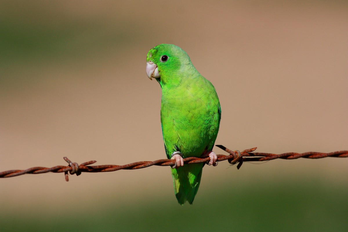 Yeşil Sokumlu Serçe Papağanı - ML23418071