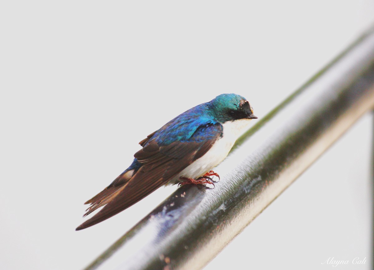 Tree Swallow - ML234180911