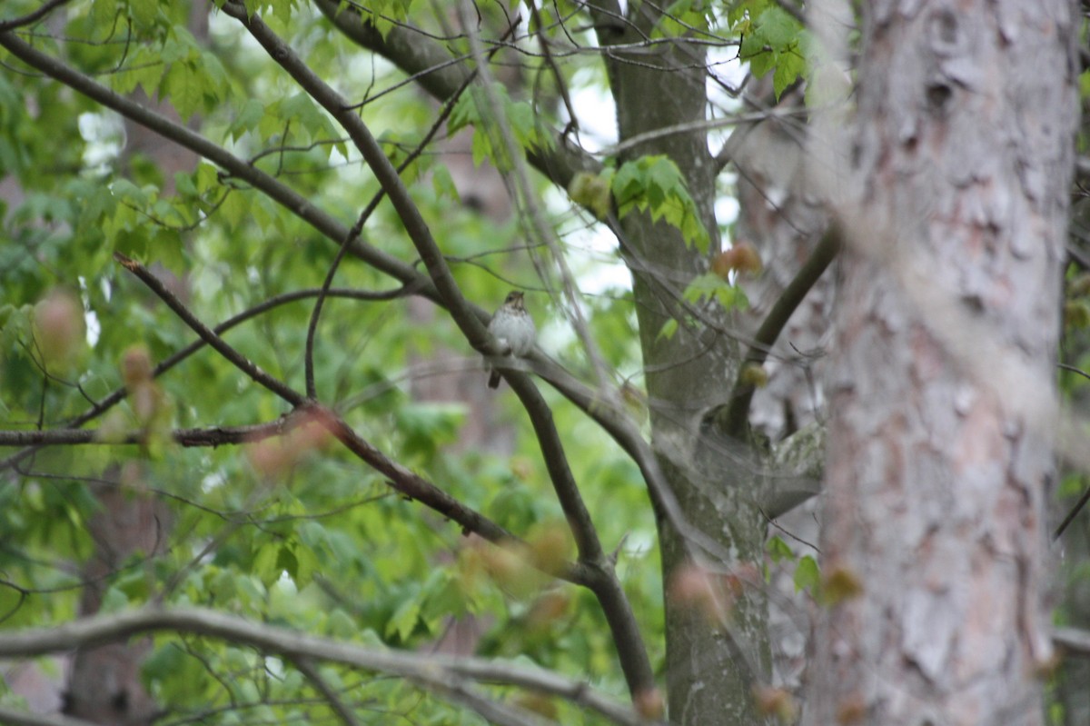 Swainson's Thrush - ML234181121