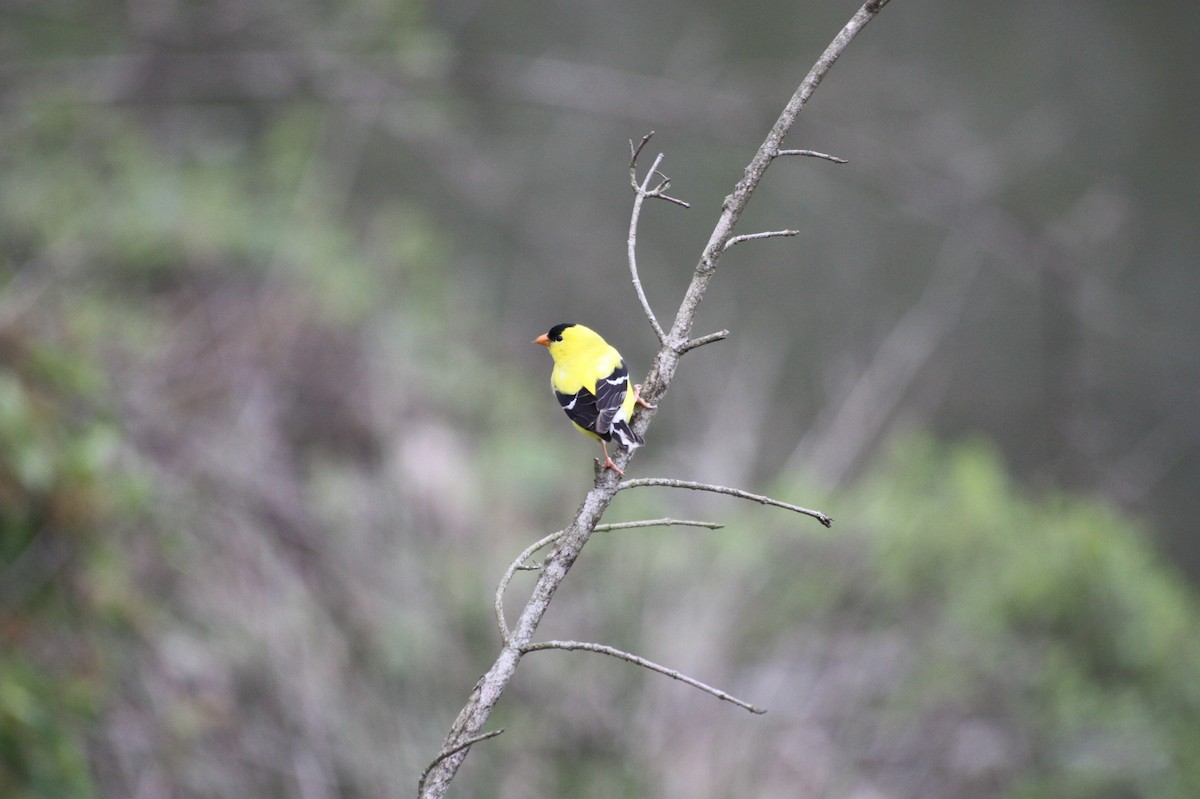 American Goldfinch - ML234181261