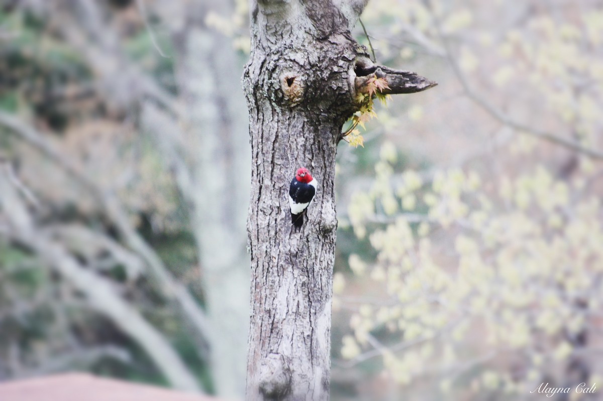 Red-headed Woodpecker - ML234181641