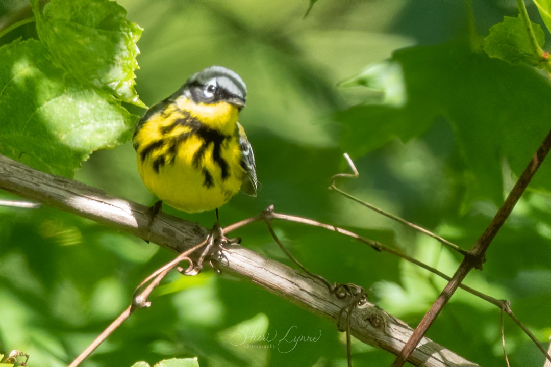 Magnolia Warbler - ML234181691