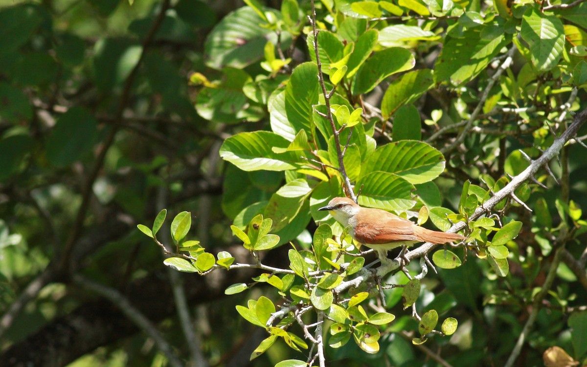 Yellow-chinned Spinetail - ML23418191