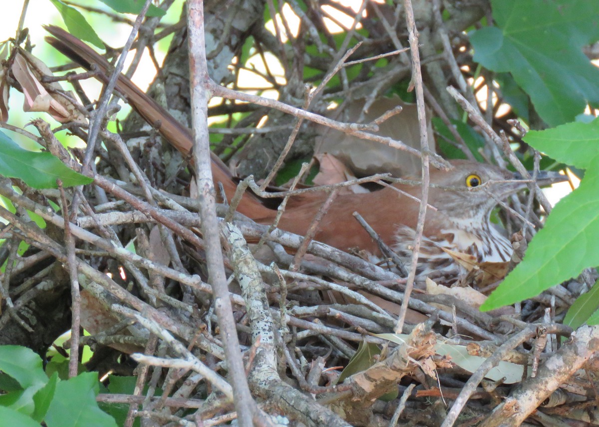 Brown Thrasher - ML234183081