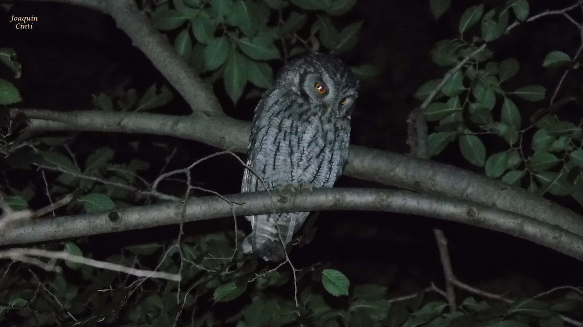 Tropical Screech-Owl - joaquin cinti lucero