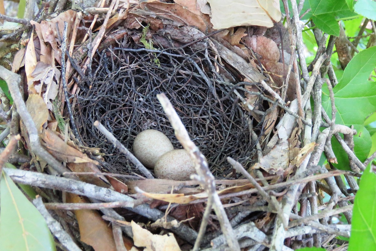 Brown Thrasher - ML234184171