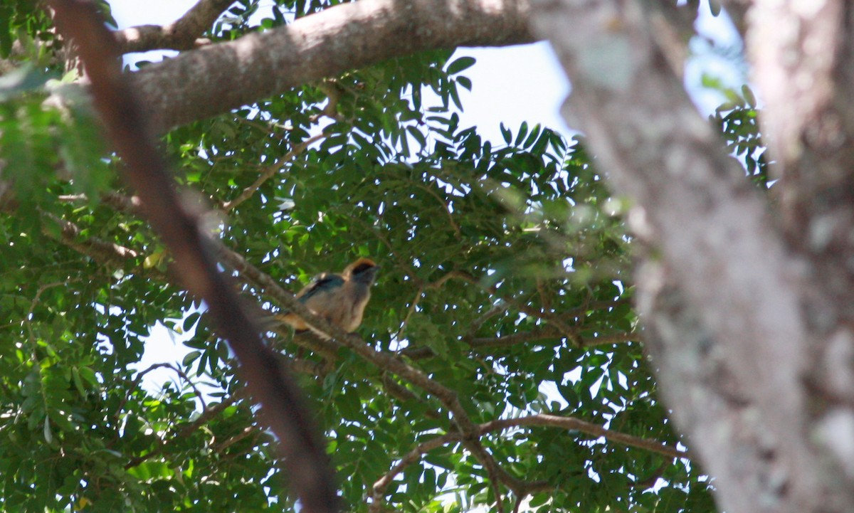 Burnished-buff Tanager - ML23418421