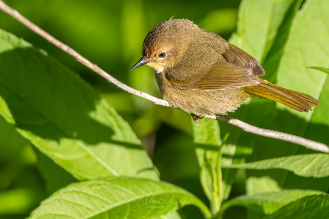 Common Yellowthroat - ML234185451