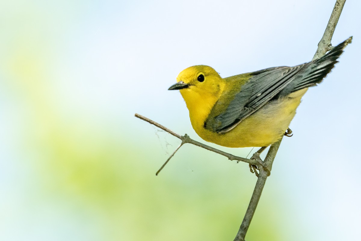 Prothonotary Warbler - Bill Wood