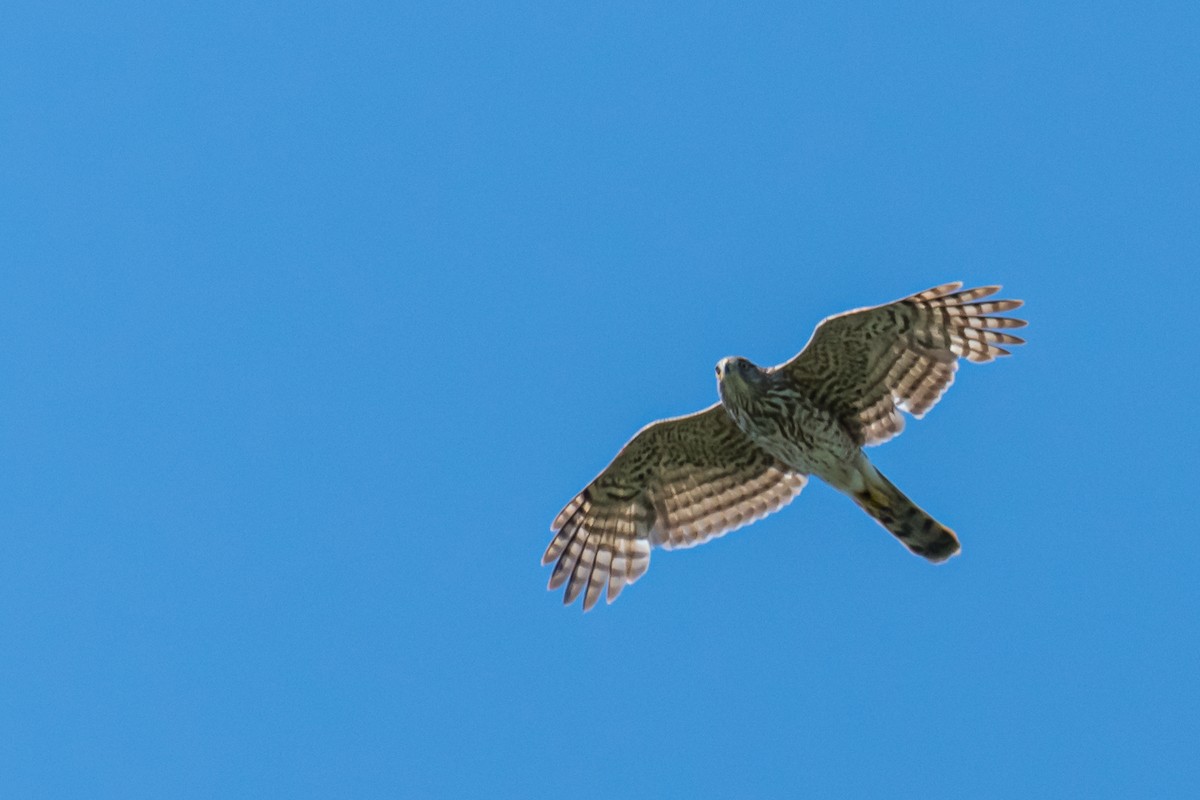 Cooper's Hawk - Gabrielle Harrison