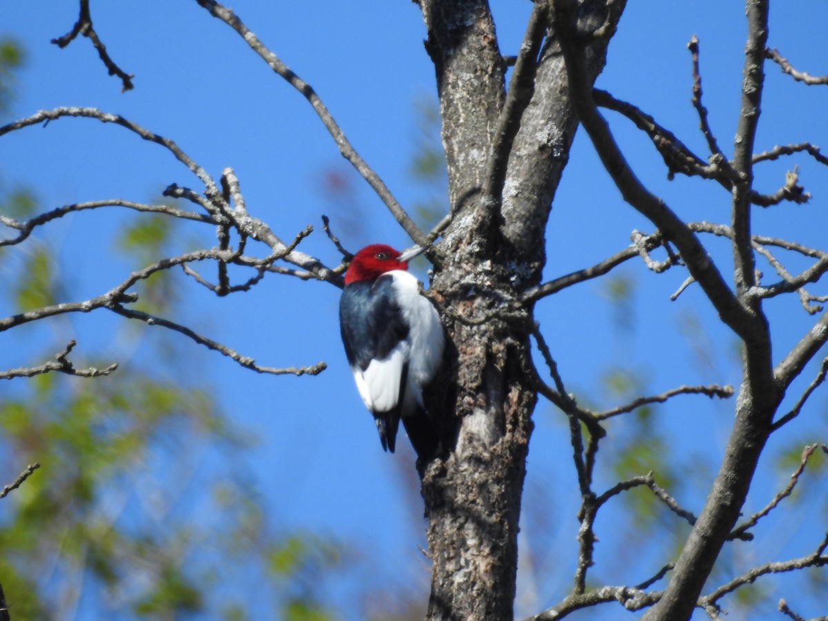 Red-headed Woodpecker - ML234189831