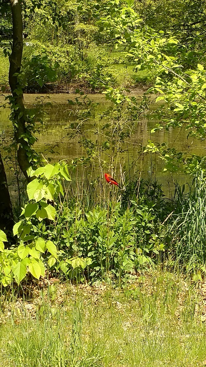 Scarlet Tanager - ML234191291