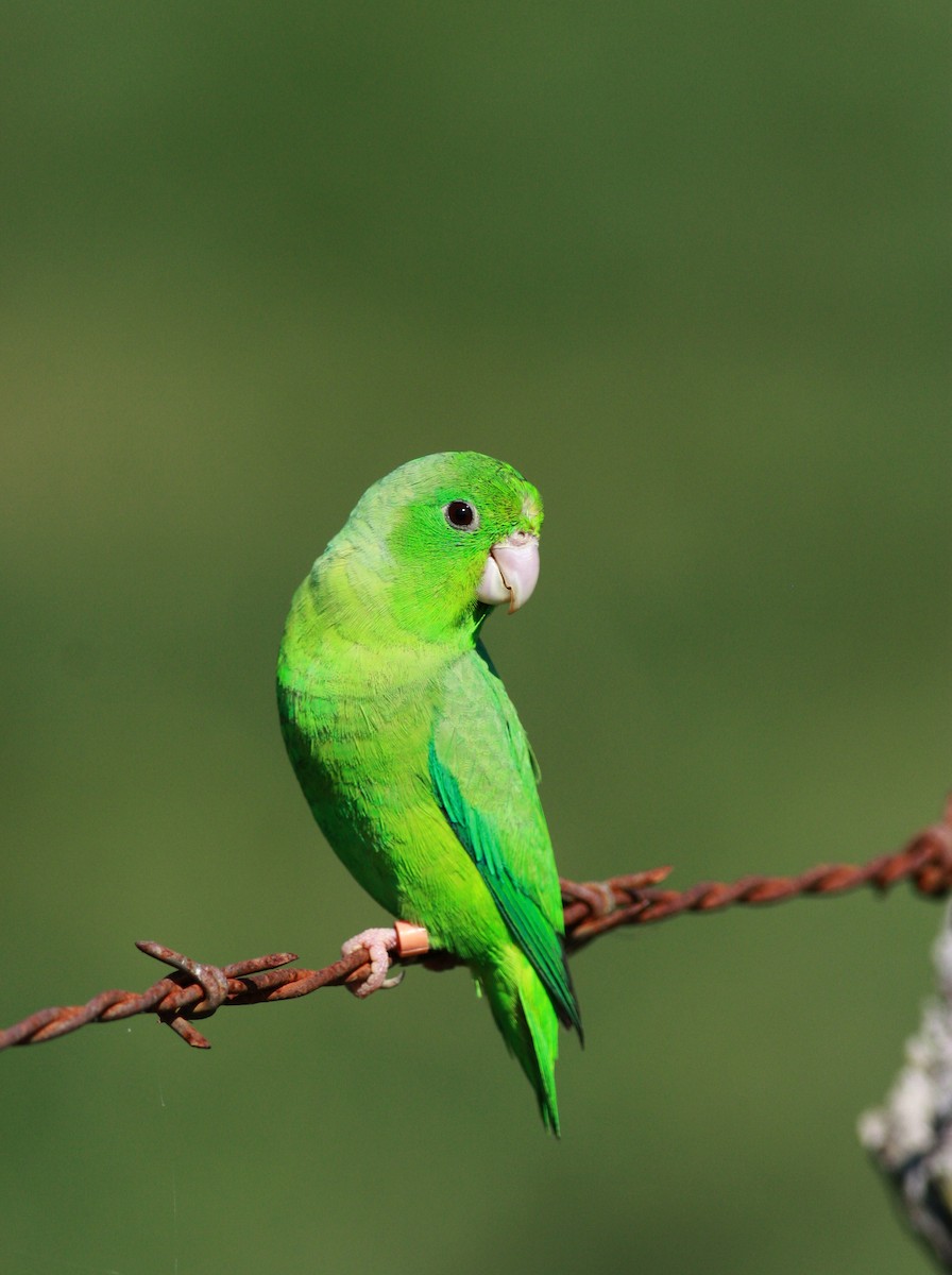 Green-rumped Parrotlet - Jay McGowan