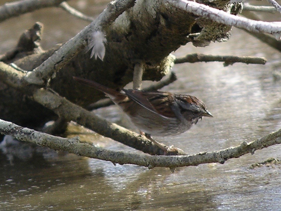 Swamp Sparrow - ML23419531