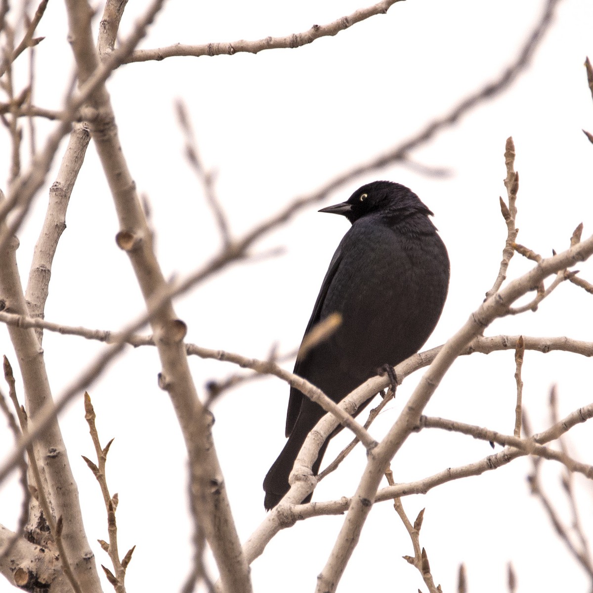 Brewer's Blackbird - Lydia Ripplinger