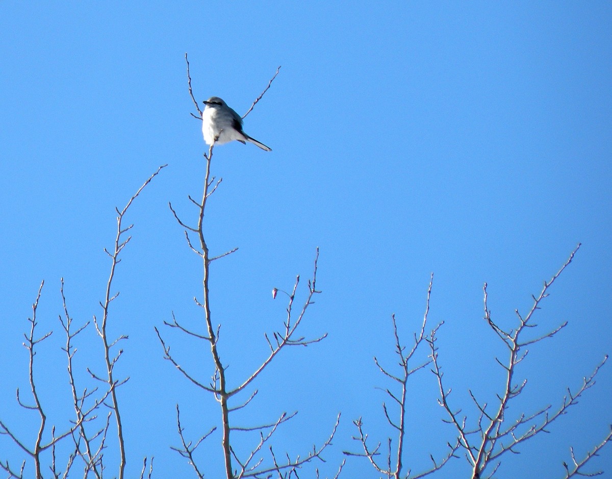 Northern Shrike - ML234197671