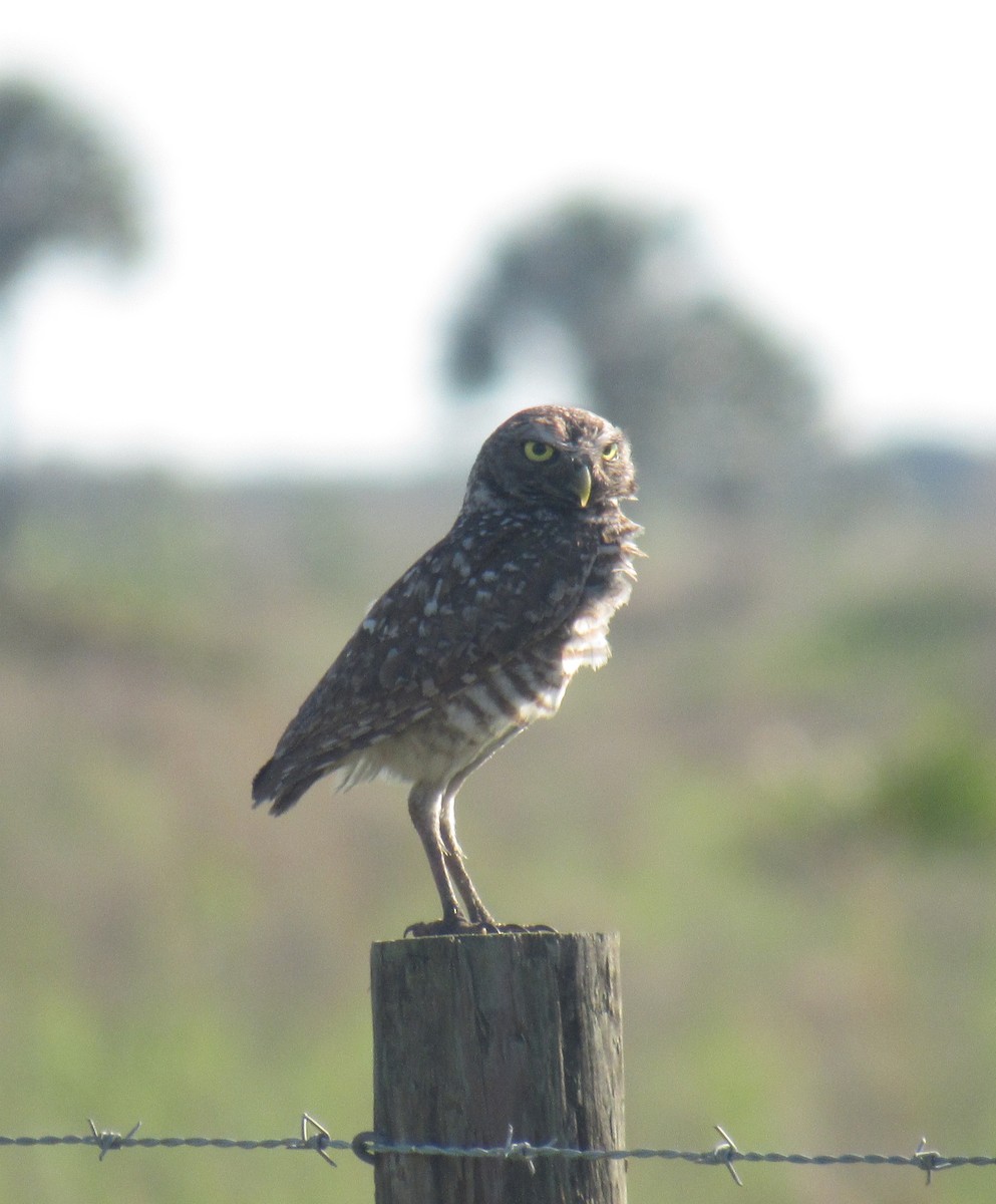 Burrowing Owl (Florida) - ML234198271
