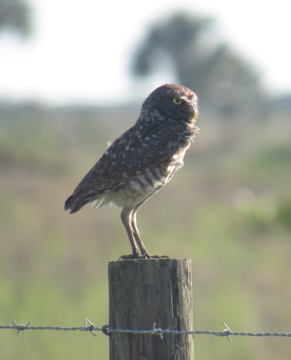 Burrowing Owl (Florida) - ML234198521