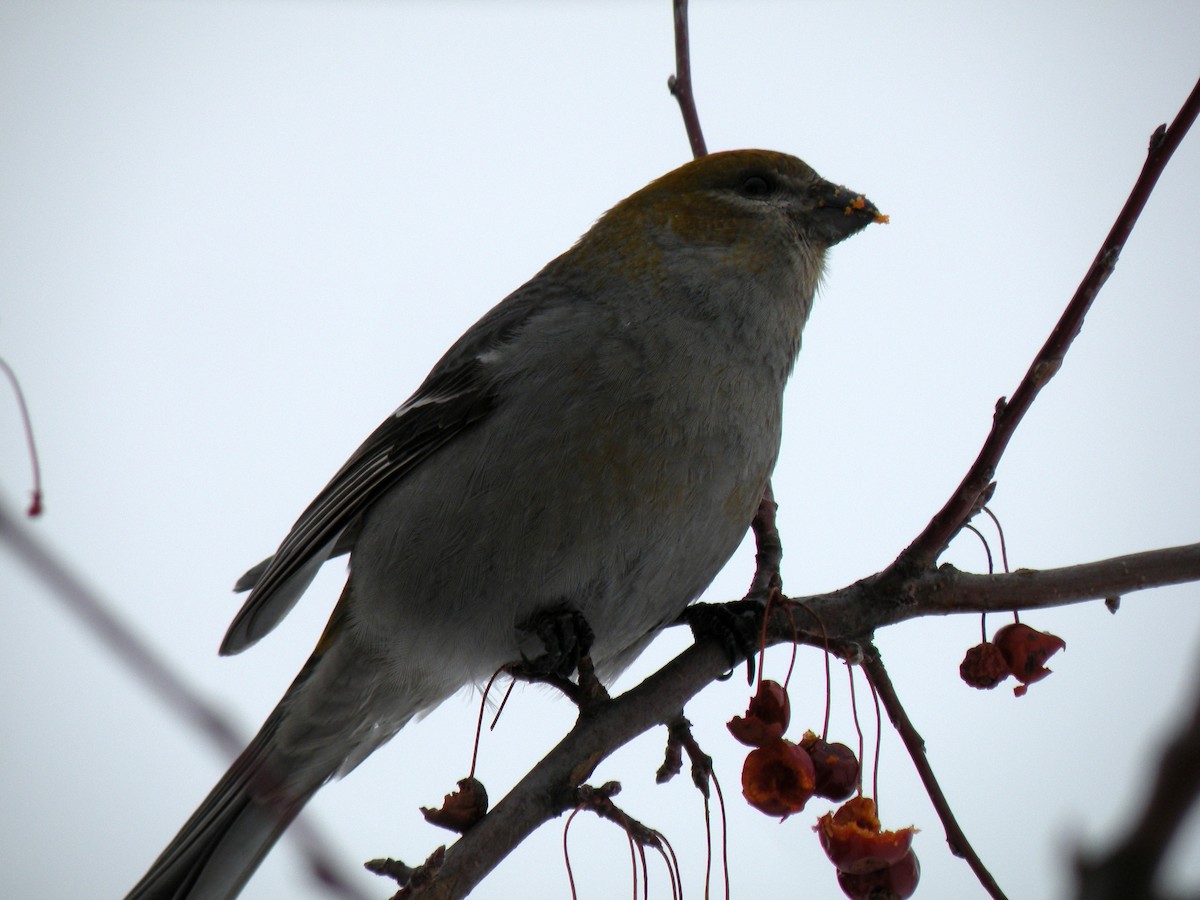 Pine Grosbeak - ML234198651