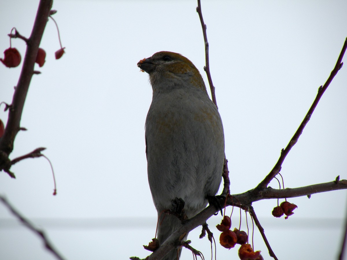 Pine Grosbeak - ML234198681