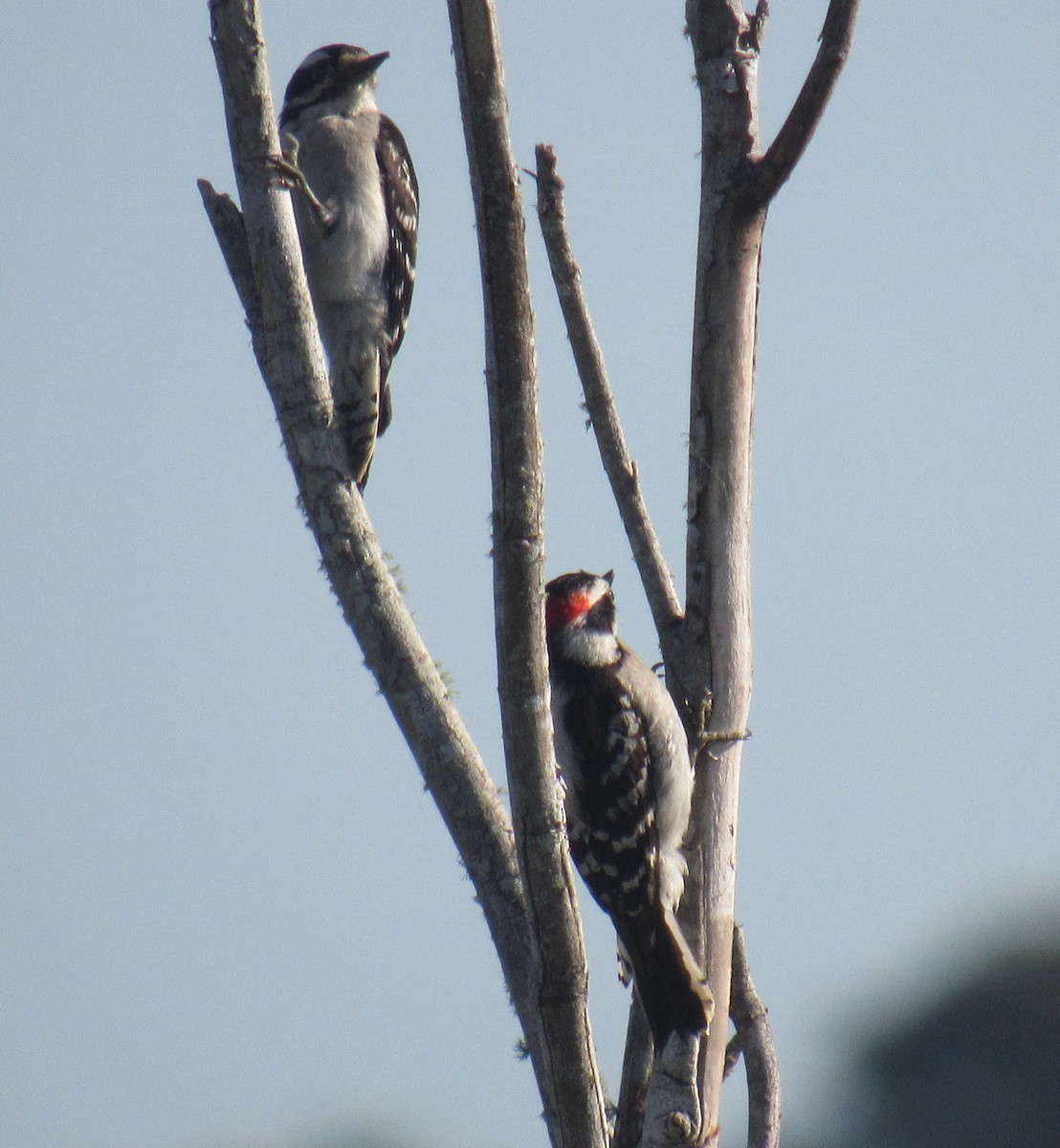 Downy Woodpecker - ML234198891